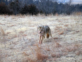Coyote Traps